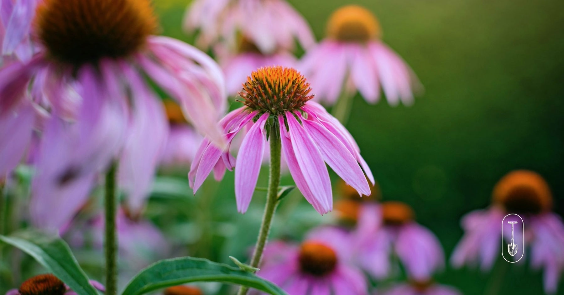 Purple echinacea flowers clustered closely, radiating color and texture.