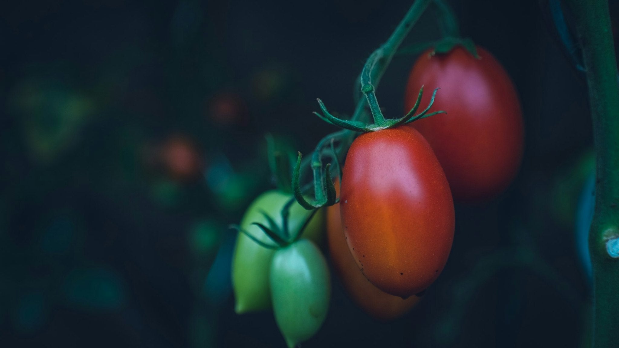 Hanging vine of red tomatoes highlighted against a rich, dark background.