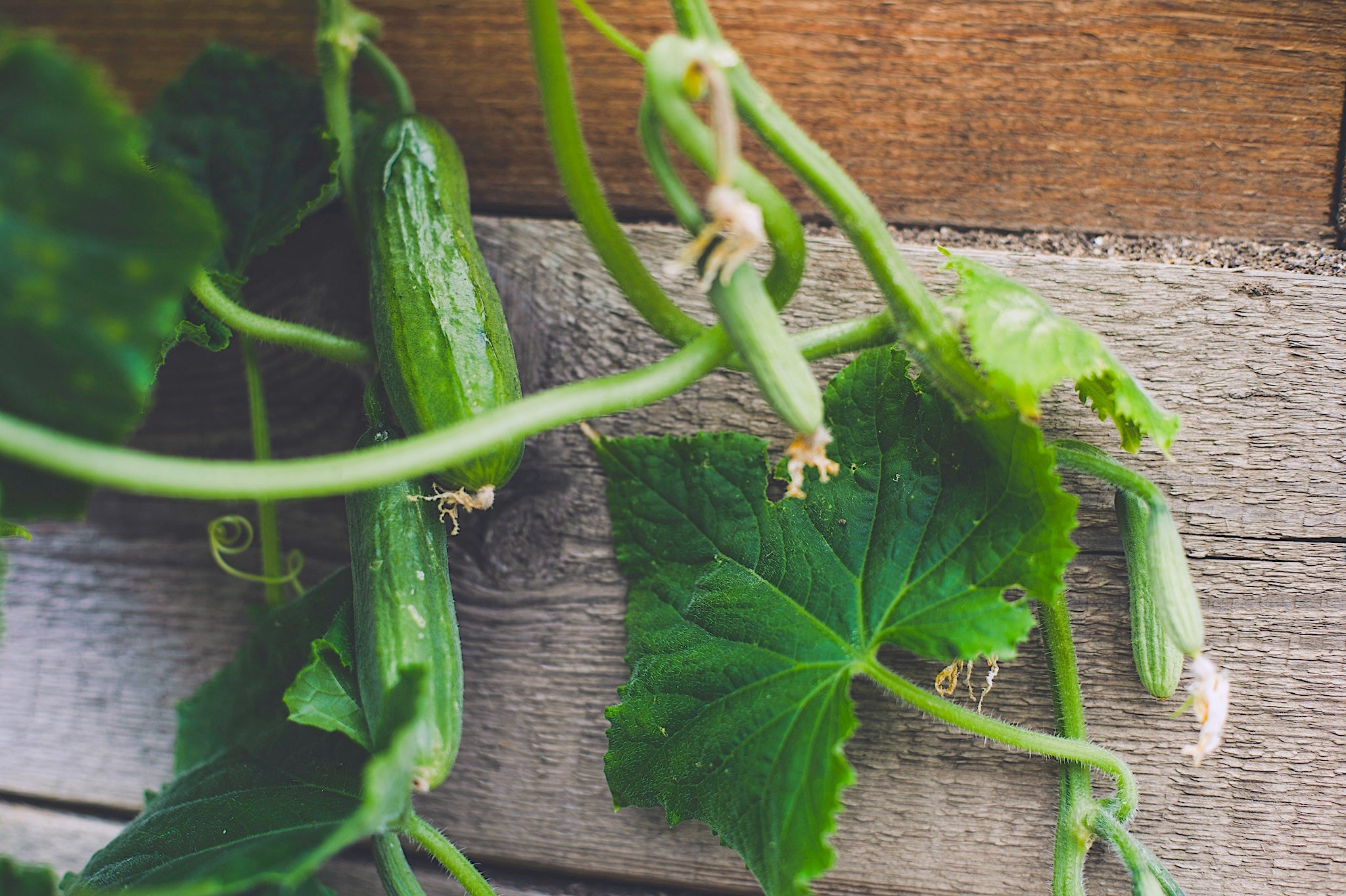 Baby cucumbers and trailing vines atop a textured, farmhouse-style table.
