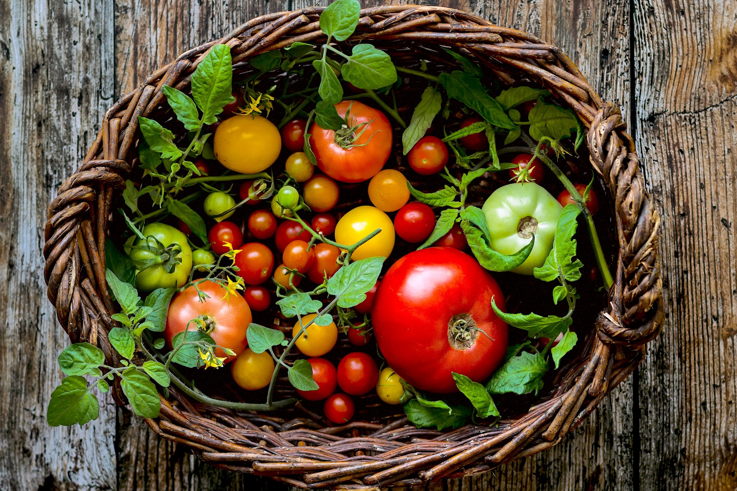 A medley of  heirloom and cherry tomatoes gathered in a harvest basket.