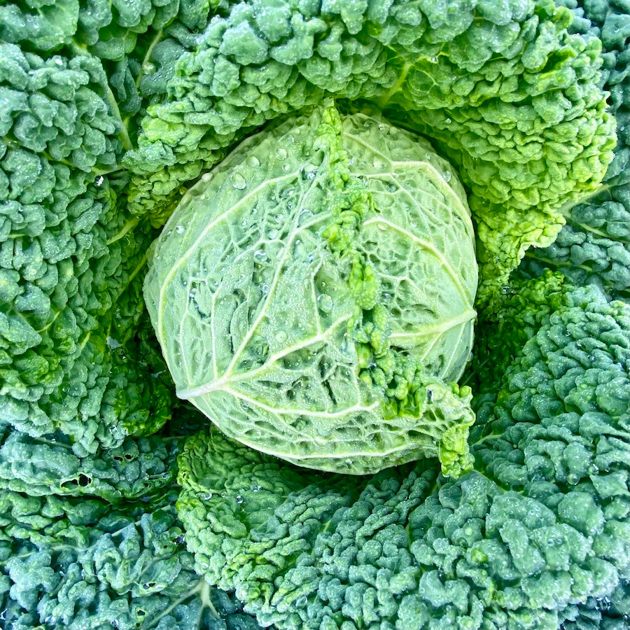 Textured savoyed cabbage glistening with fresh morning dew.