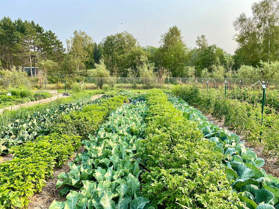 Mid-summer view of lush, thriving vegetable fields at The Boreal Farm.