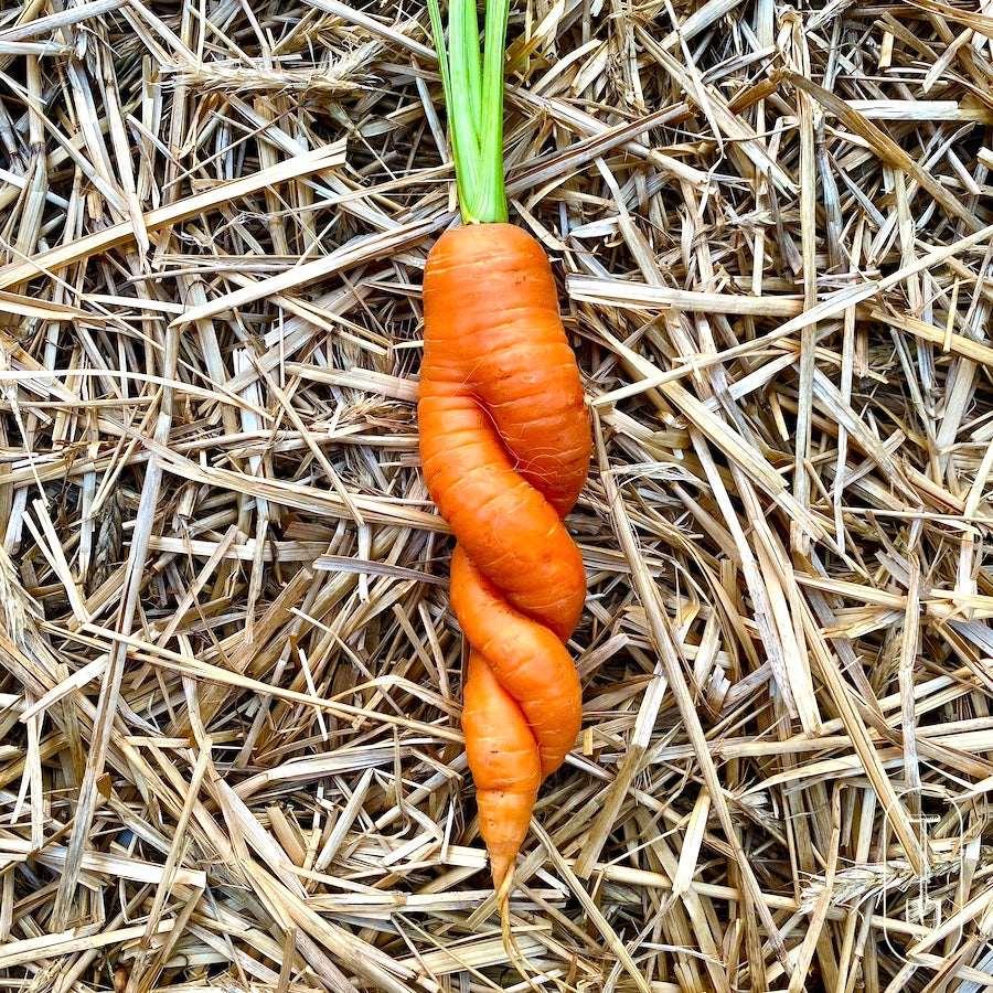 Organic carrots intertwined, nestled on straw mulch.