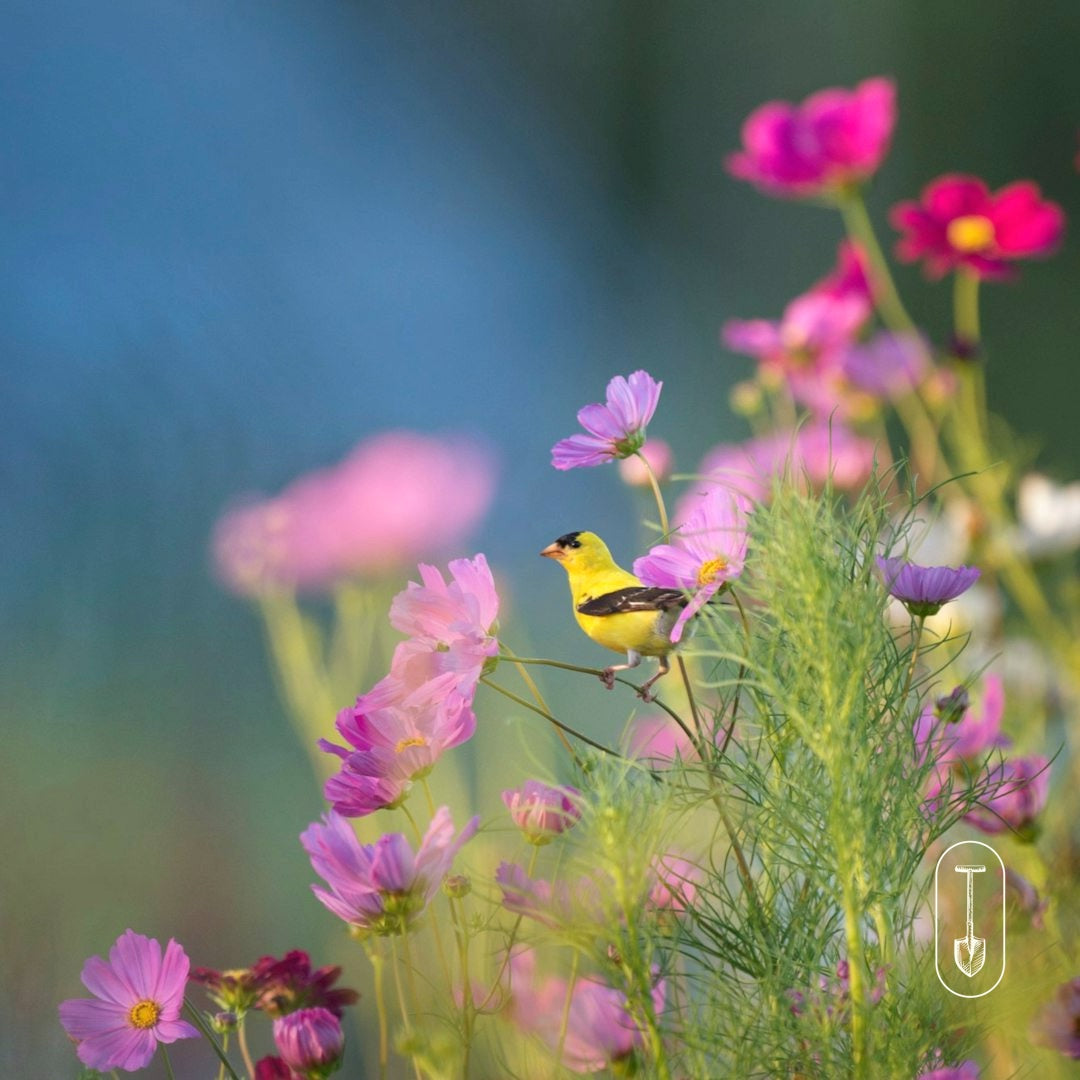 Yellow goldfinch balanced on a blooming pink cosmo against a clear blue background.