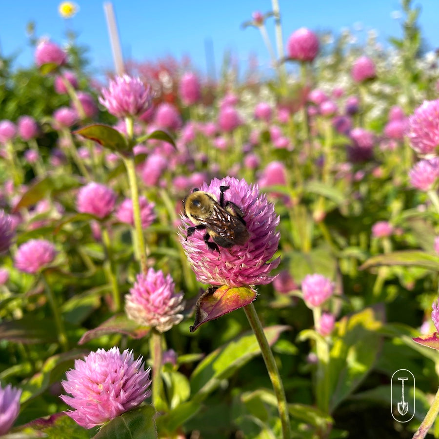 A bee collection nectar on a vibrant pink flower, framed by a cloudless sky.