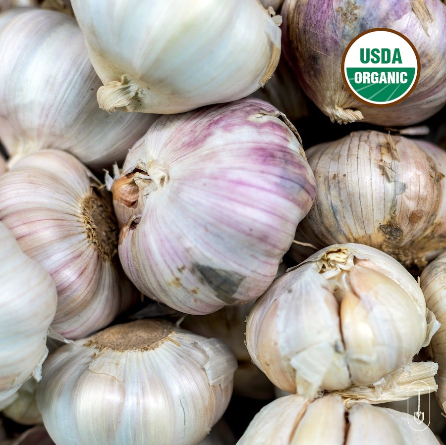 Organic garlic fresh from the field, with loose skins and rustic texture.