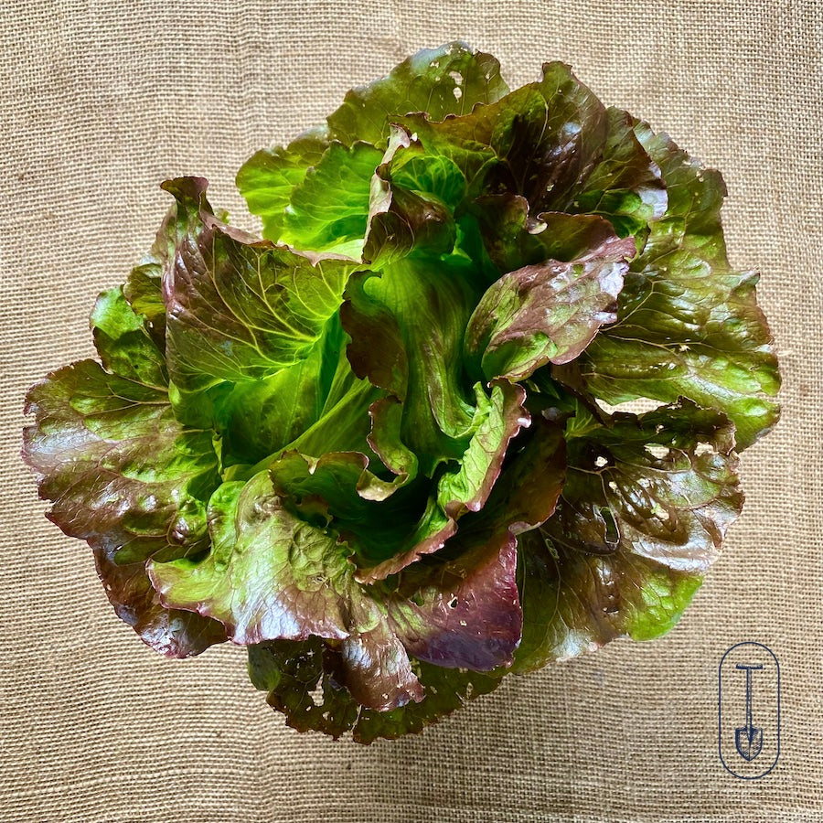 Crisp, red-tinged iceberg lettuce arranged for farmstand display