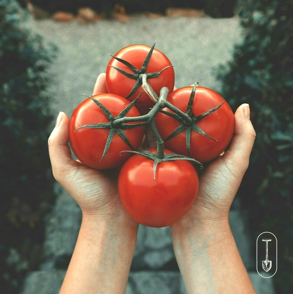 Harvested tomatoes being held out, as if passed from farmer to you.