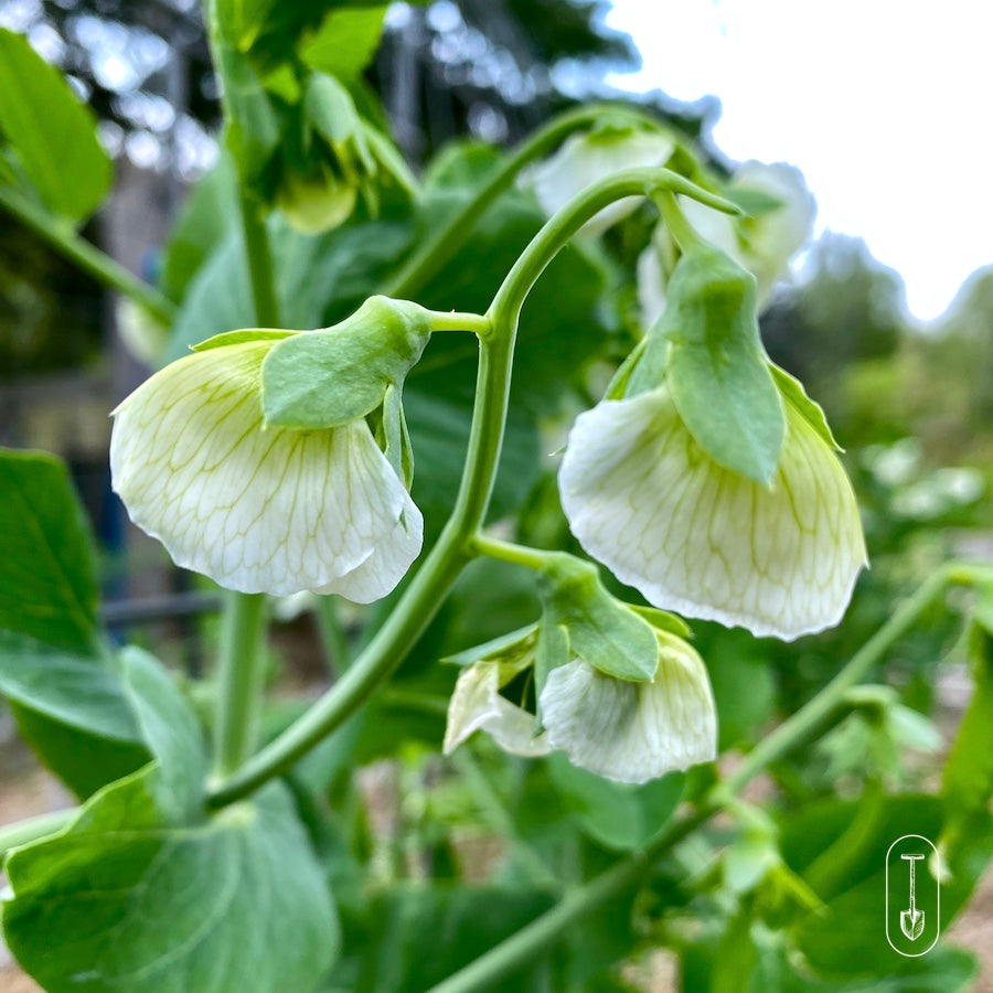 Close-up of a flowering pea, capturing the soft textures and subtle colors.