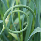 The Boreal Farm Garlic Scape
