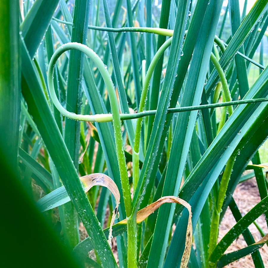 The Boreal Farm Garlic in the Rain