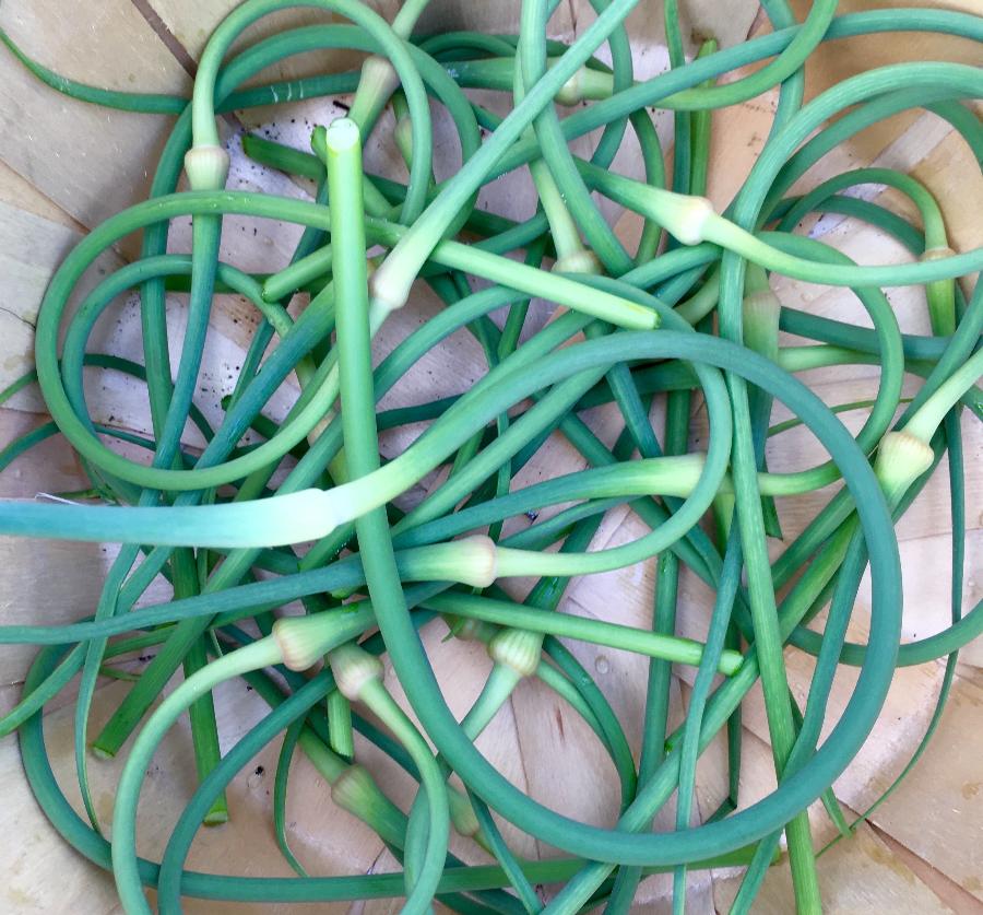 The Boreal Farm Hand Picked Garlic Scape