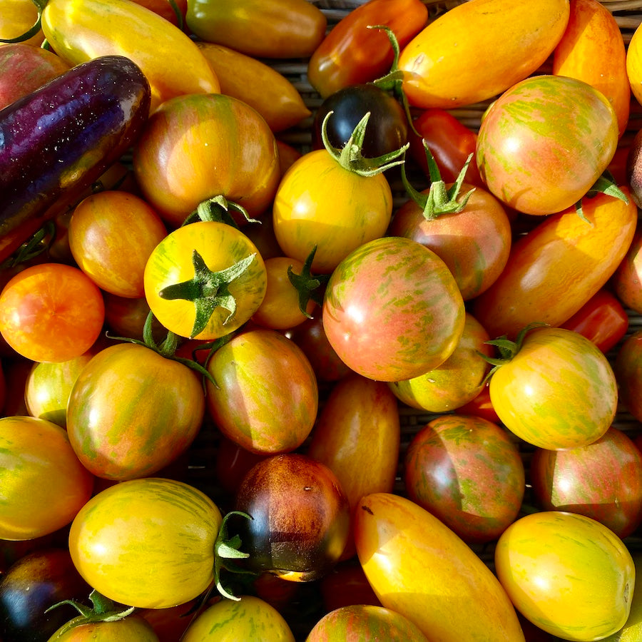 Certified organic cherry tomatoes in a vibrant farmstand harvest