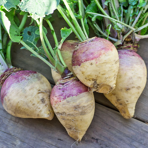 Freshly harvested rutabaga from The Boreal Farm for CSA