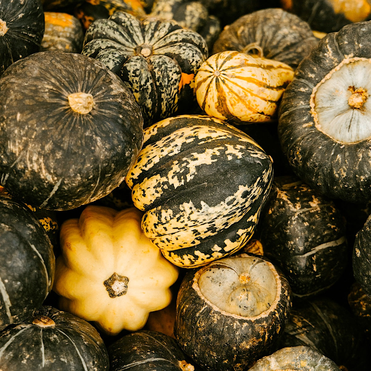 a wide variety of winter squash perfect for Northern seasonal eating.