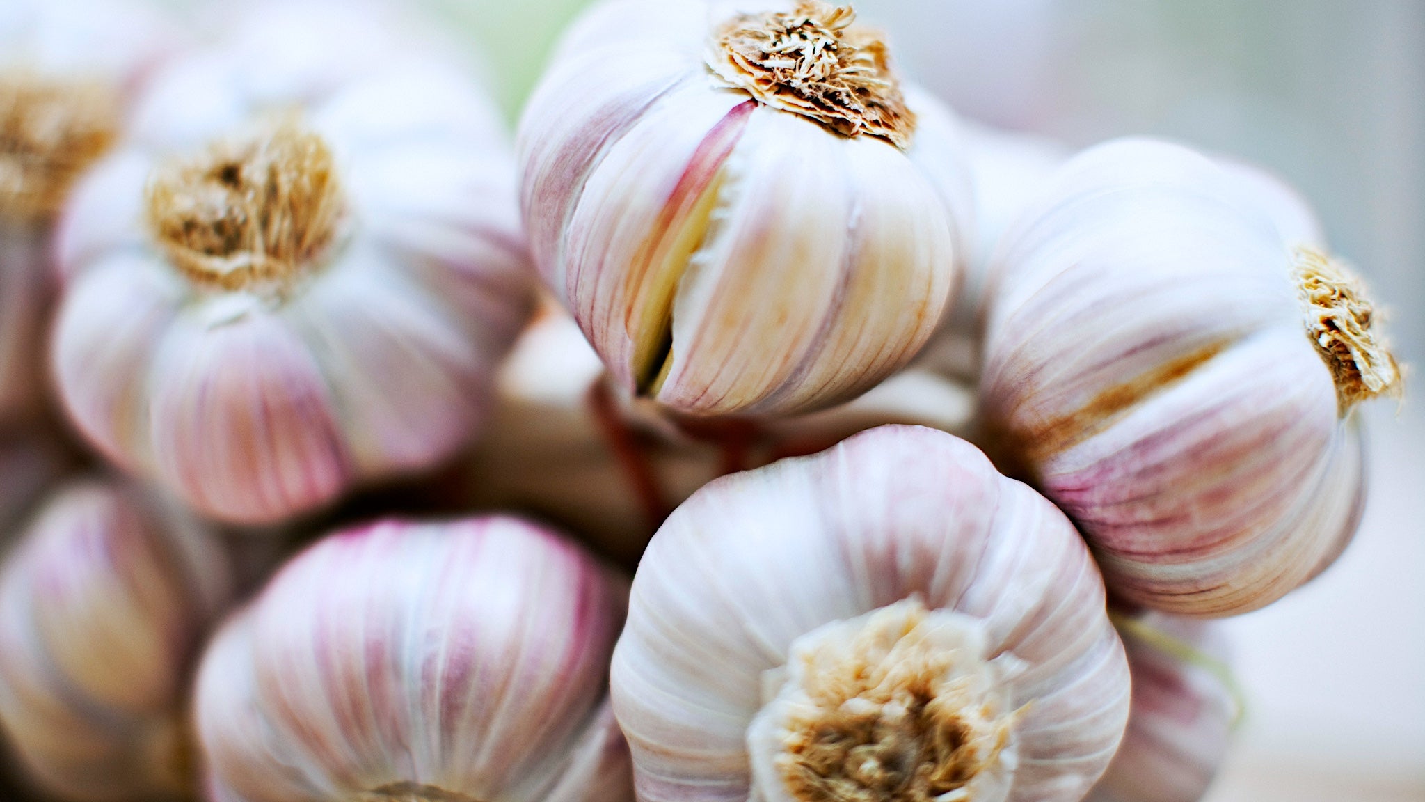 The Boreal Farm Cluster of Six Red Striped Garlic Bulbs