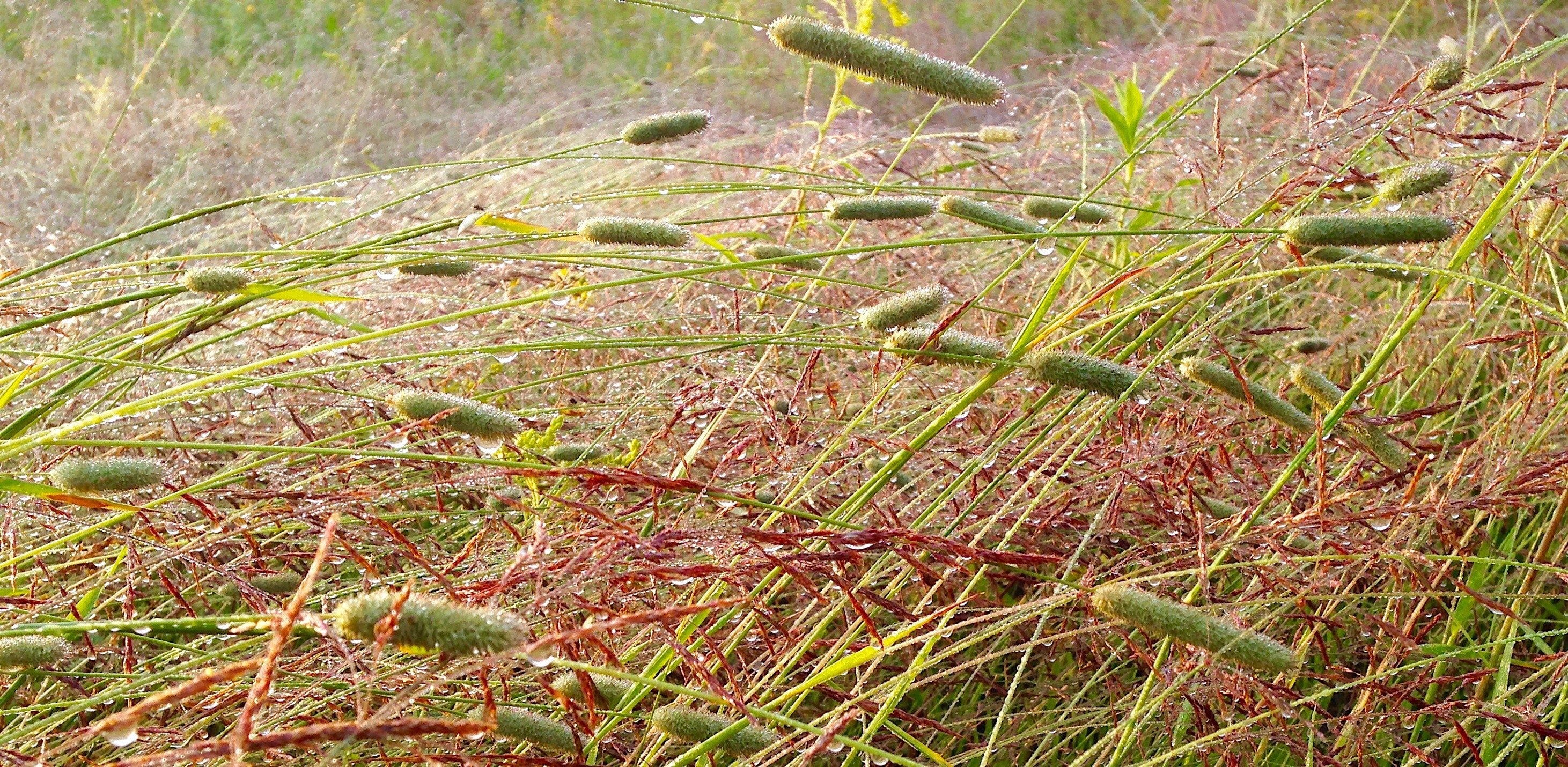 The Boreal Farm Field Grass with Dawn's Dew