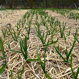 German Red Certified Organic Garlic