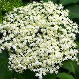 York Elderberry