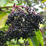 Nova Elderberry