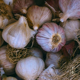 Russian Inferno Certified Organic Garlic