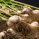 Chesnok Red Certified Organic Garlic