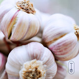 German Red Certified Organic Garlic