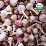 Chesnok Red Certified Organic Garlic