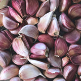 Chesnok Red Certified Organic Garlic