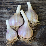 Georgian Crystal Certified Organic Garlic