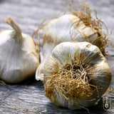 Zemo Certified Organic Garlic