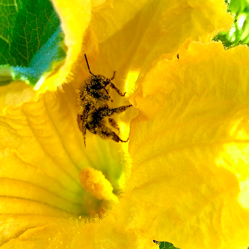 The Boreal Farm Pollen Covered Bee in a Squash Blossom